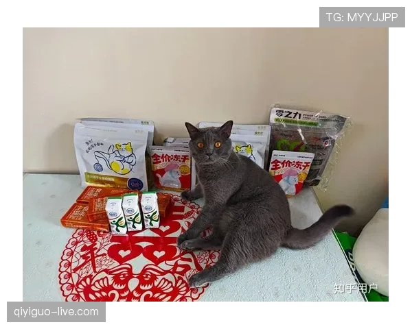 掌敏洁家的猫喝的水都比我工资高